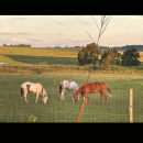 Screenshot_20260225-150309.Visordedocumentos_copy_356x792